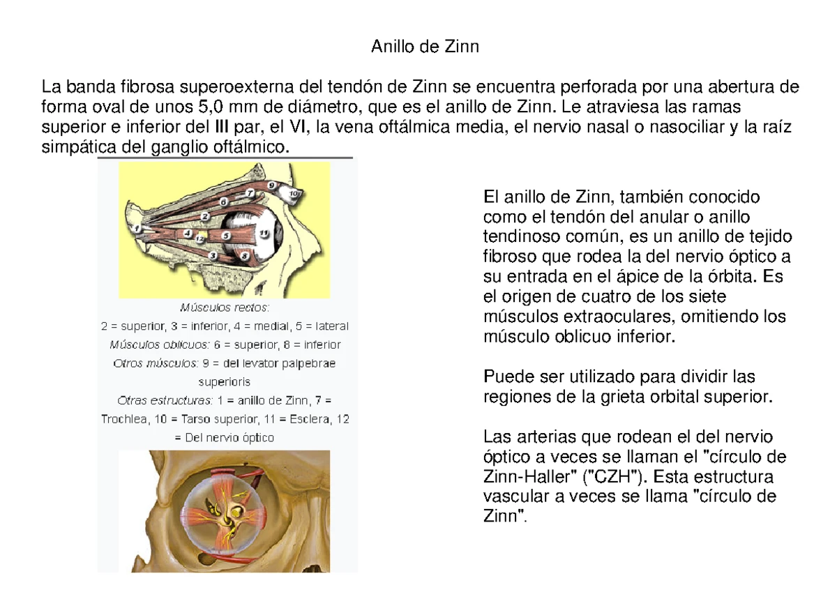 Anillo de Zinn, estructura, características de la disposición de los
