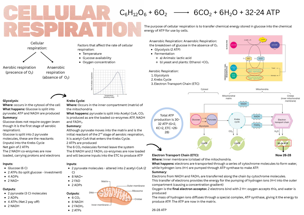 C6H12O6 Cellular Respiration Overview - Bio 101 Poster - Studocu