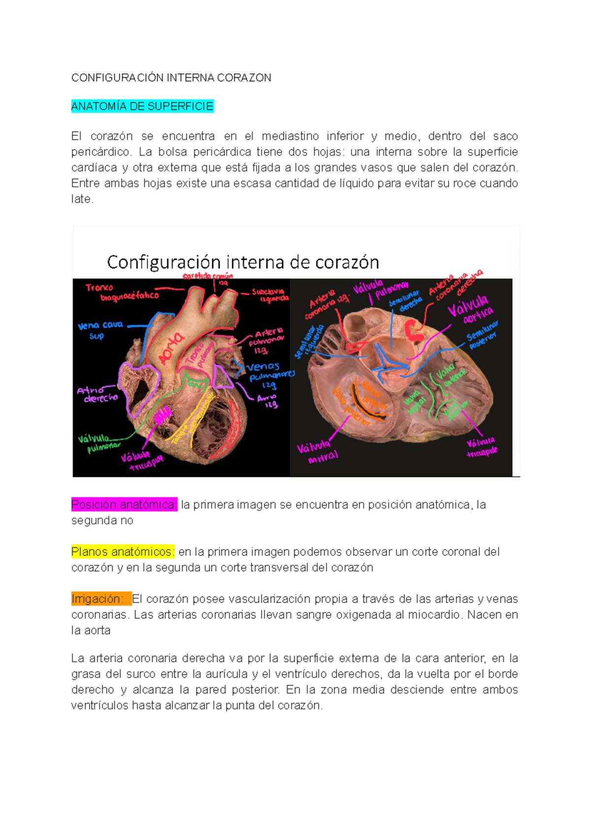 La Anatomía Interna Del Corazón Ilustración Y Etiquetas De La