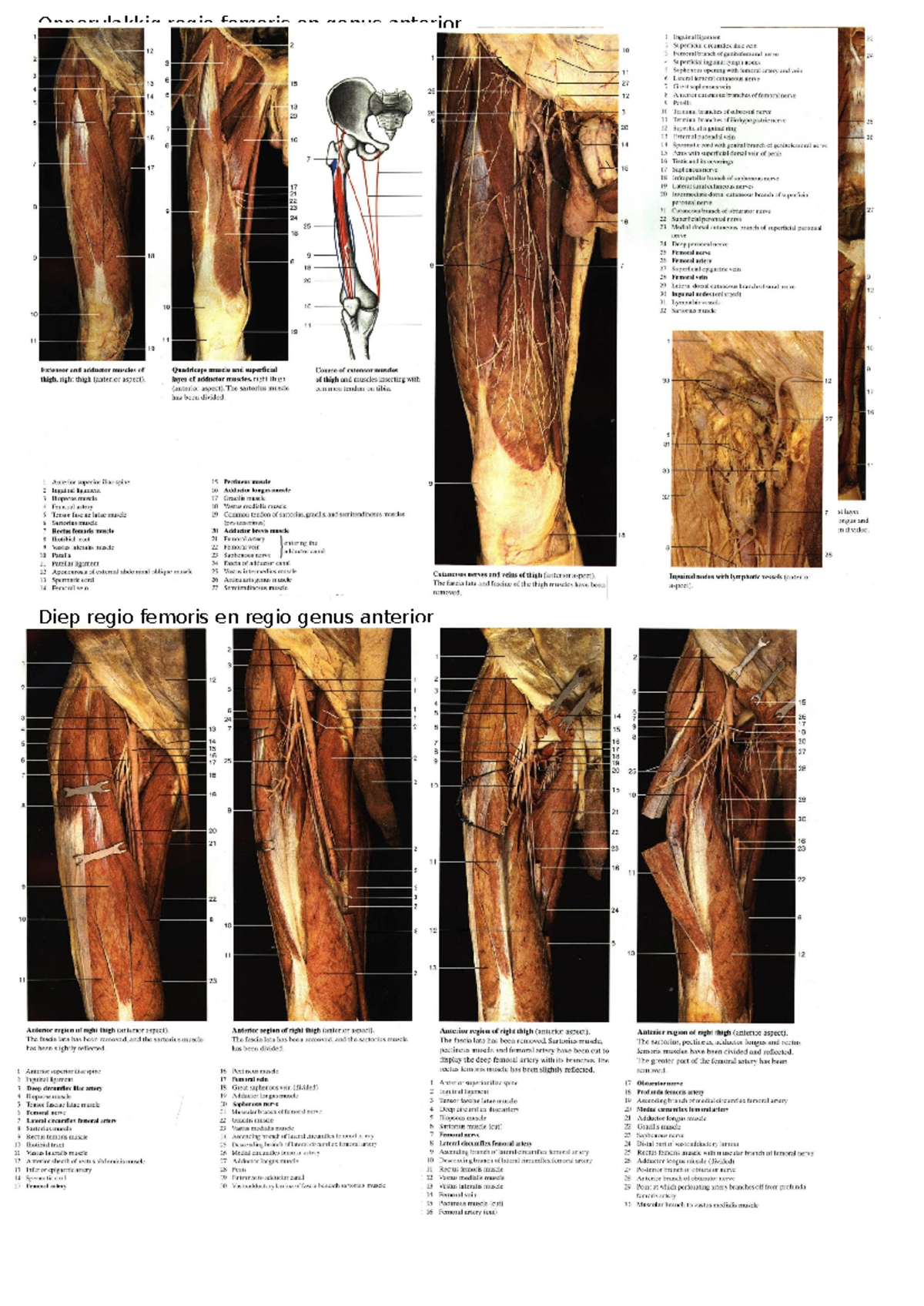 afbeeldingen voor dissectie anatomie - Locomotorisch stelsel en huid ...