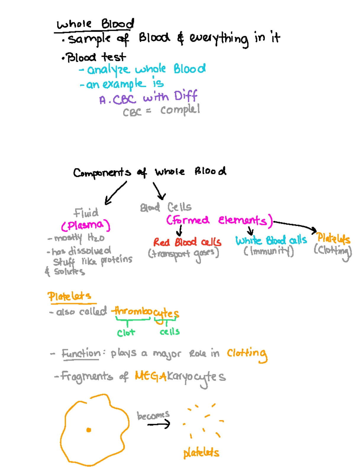 Chapter 19 Blood Vessels Notes: Arteries, Veins, and Capillaries ...