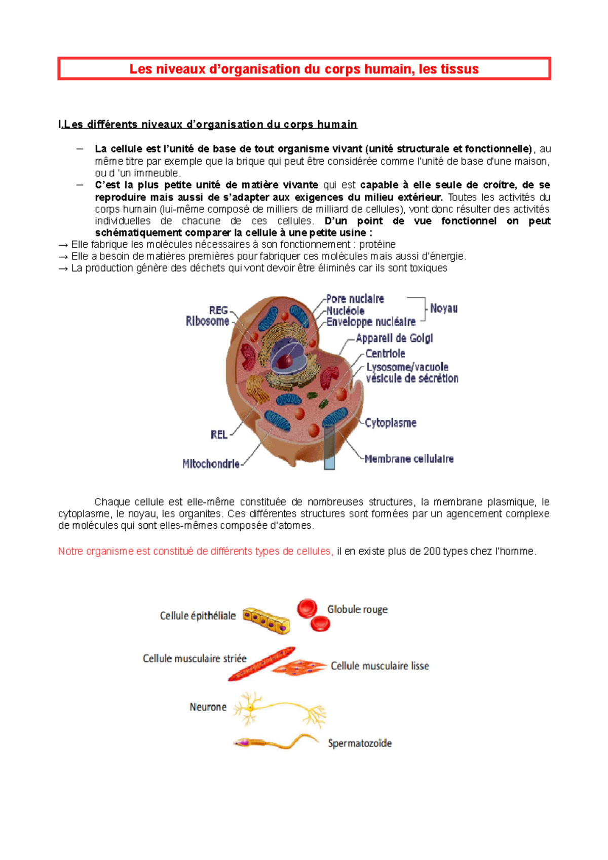 Niveaux d'Organisation du Corps Humain : Tissus et Cellules - Studocu