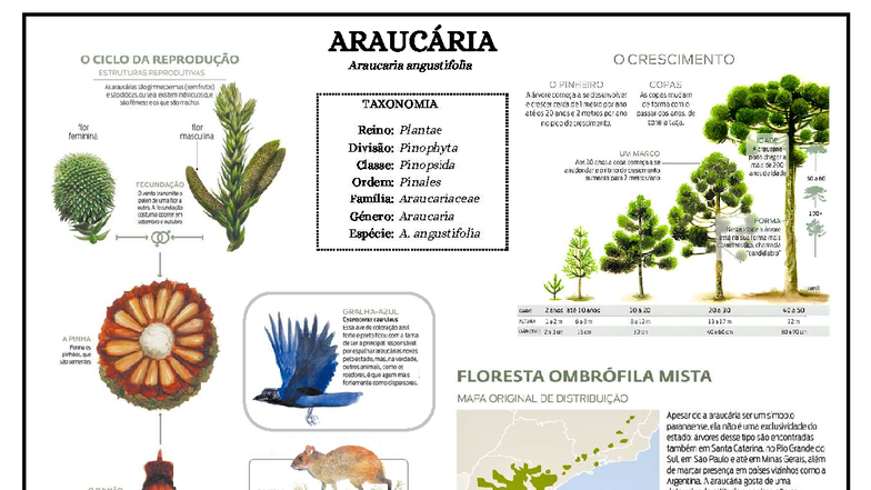 ARAUCÁRIA Araucaria angustifolia: Características e Reprodução - Studocu