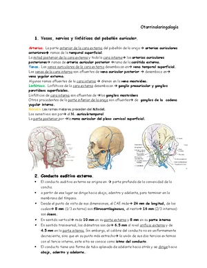 Rinoscopia Anterior y Posterior: Técnicas y Consideraciones Clínicas ...