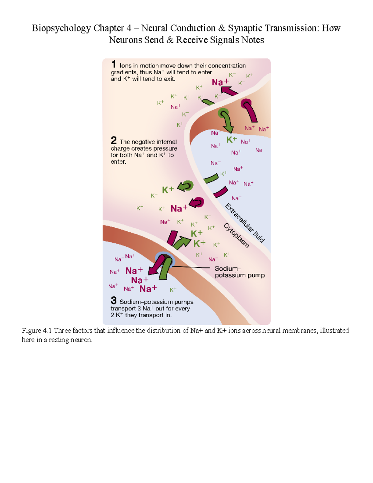 Biopsychology Chapter 4 Notes: Neural Conduction & Synapse Insights ...