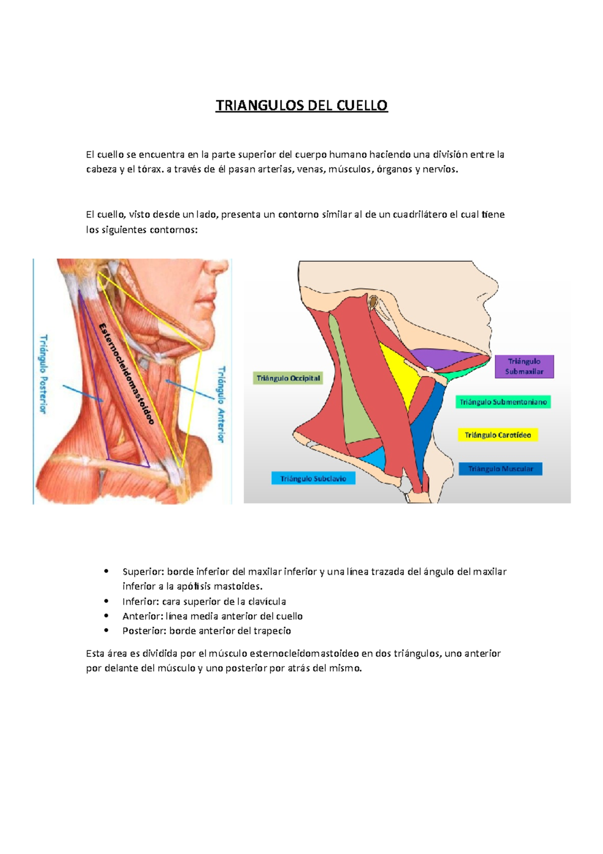 Anatomía Del Triángulo Cervical Triangulos Del Cuello ANATOMIA