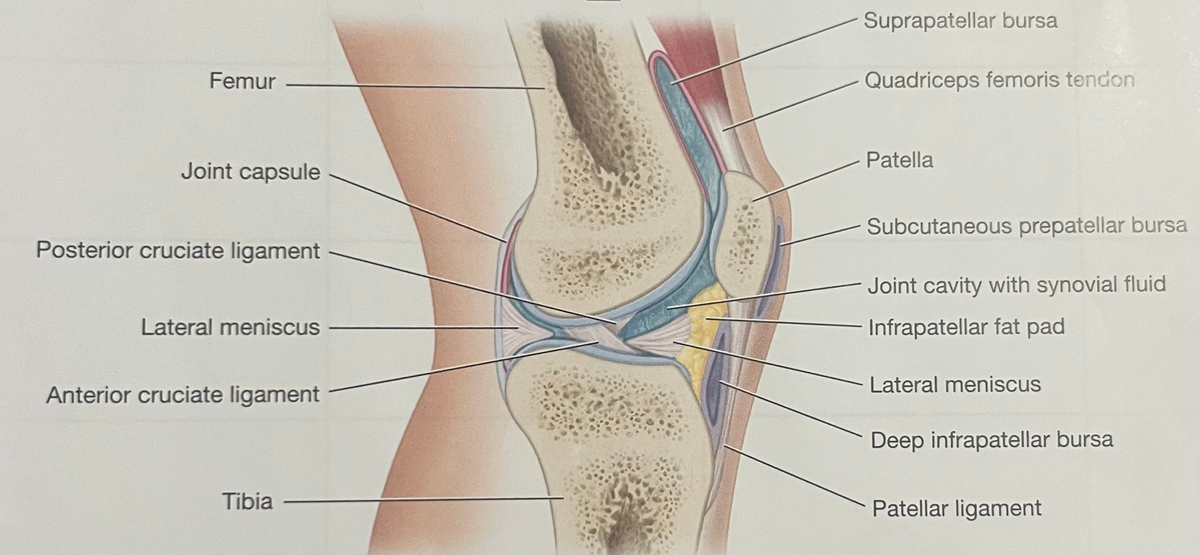 Articulations and Joints Labeling Guide for Anatomy Class - Studocu