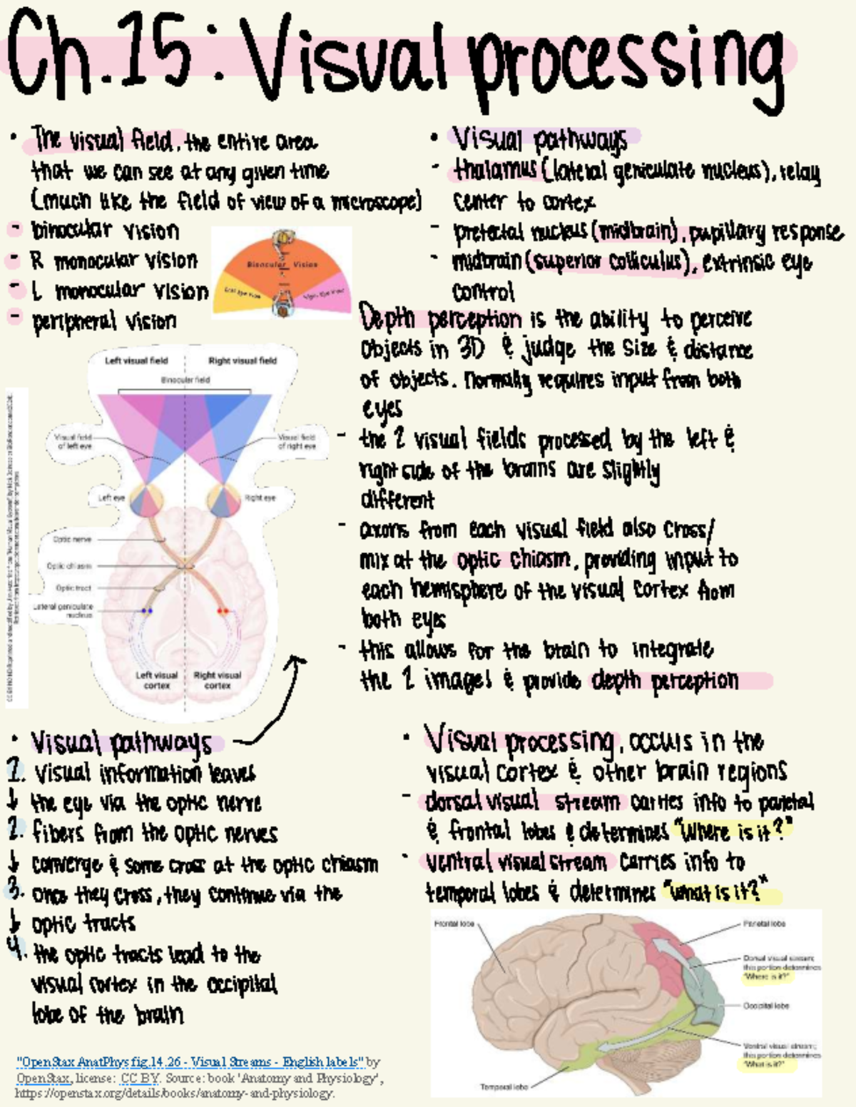 Ch 15: Visual Processing & Special Senses Notes - Studocu