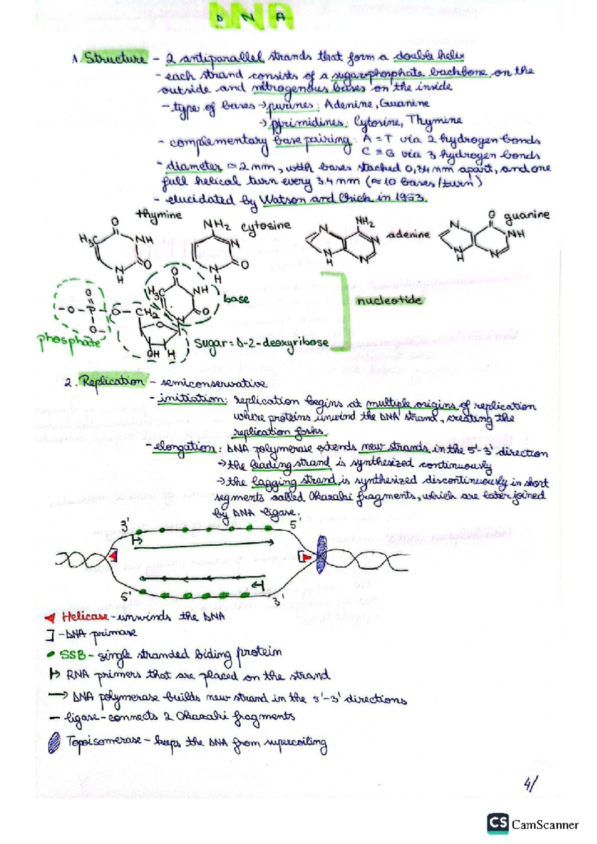 DNA Structure and Replication - Case Study D A 1 - Studeersnel