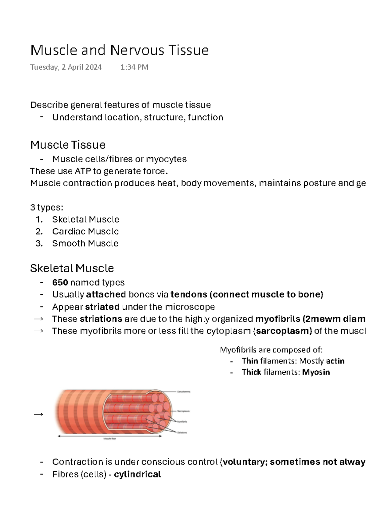 Muscle and Nervous Tissue - Describe general features of muscle tissue ...