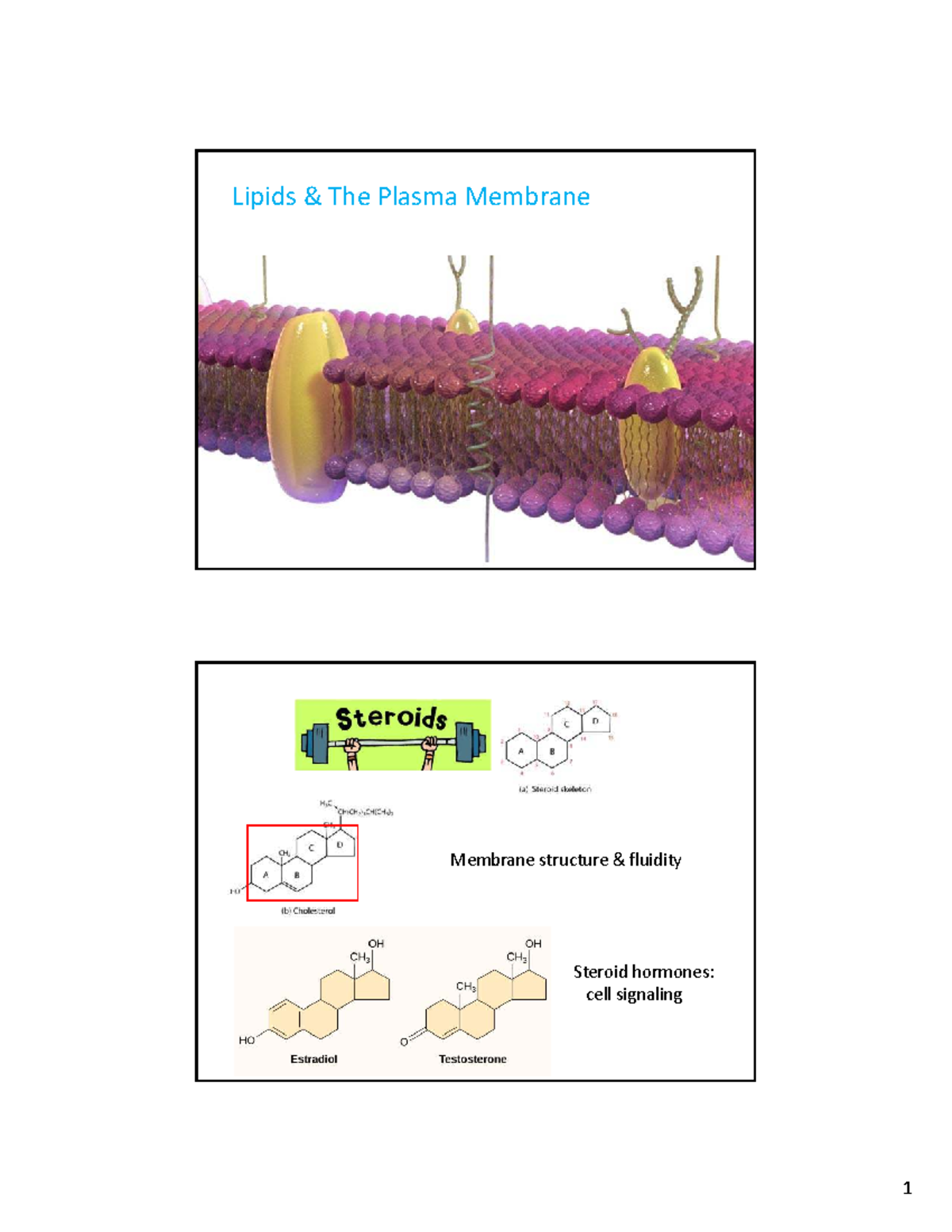 Lipids & Membranes: Structure, Function, and Transport Mechanisms (BIO ...