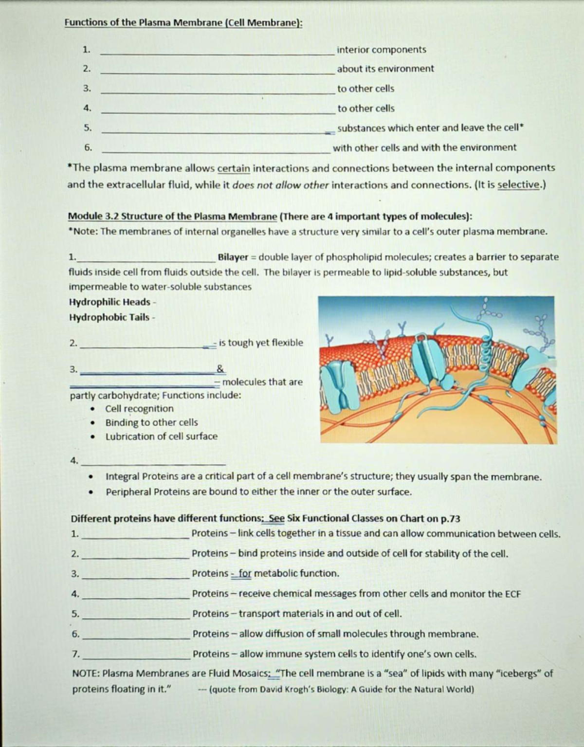 Functions and Structure of the Plasma Membrane (Module 3.2) - Studocu