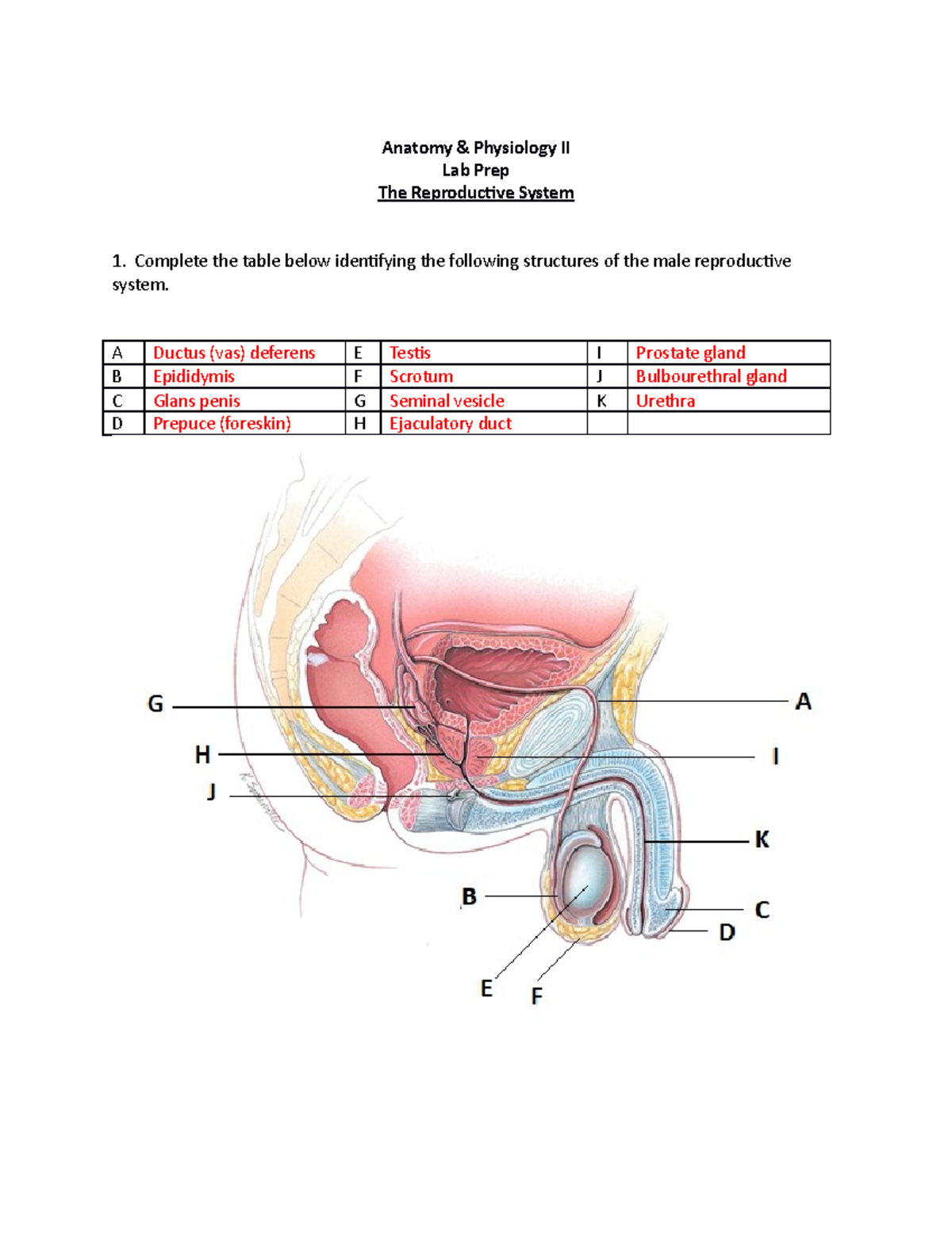 Lab Prep - Reproduction - Anatomy & Physiology II Lab Prep The ...