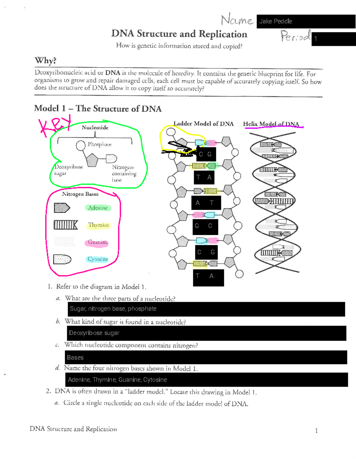Dna Structure And Replication Worksheet Answers
