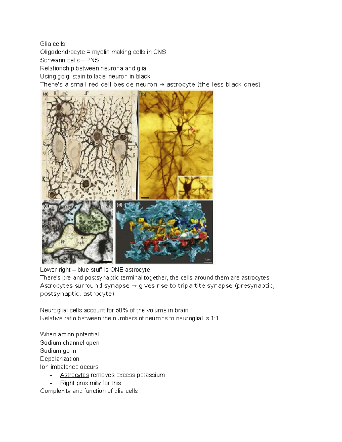 SCL 21 10 Lecture 10 & 11: Glial Cells and Their Functions in CNS & PNS ...
