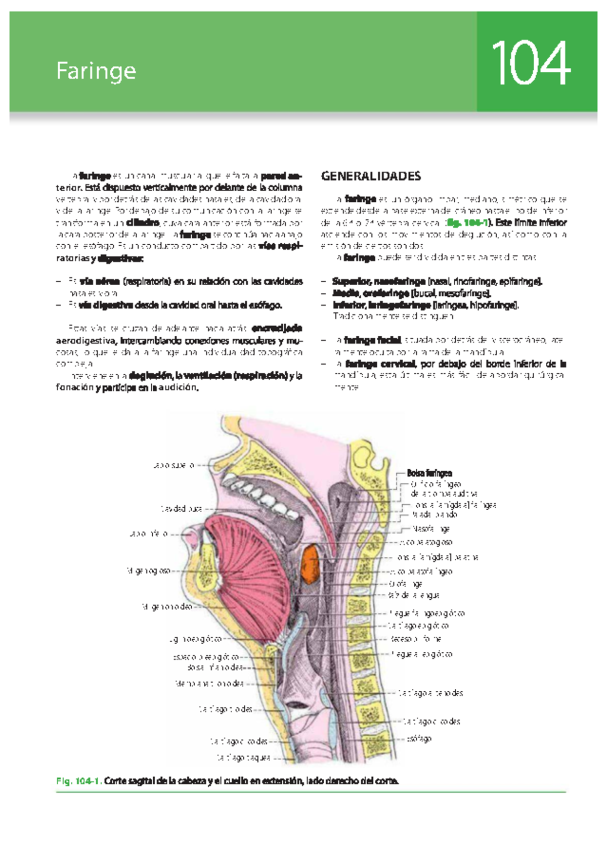 104 Anatomía de la Faringe y el Esófago: Generalidades y Funciones ...