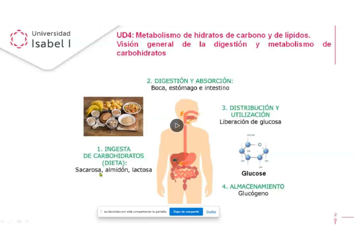 UD4: Metabolismo de Hidratos de Carbono y Lípidos - Presentación Final