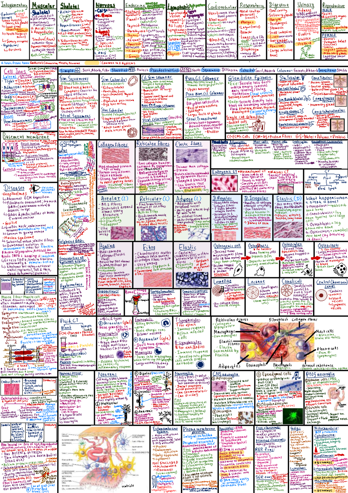 Biosci 107 Cheat Sheet - Biology for Biomedical Science: Cellular ...