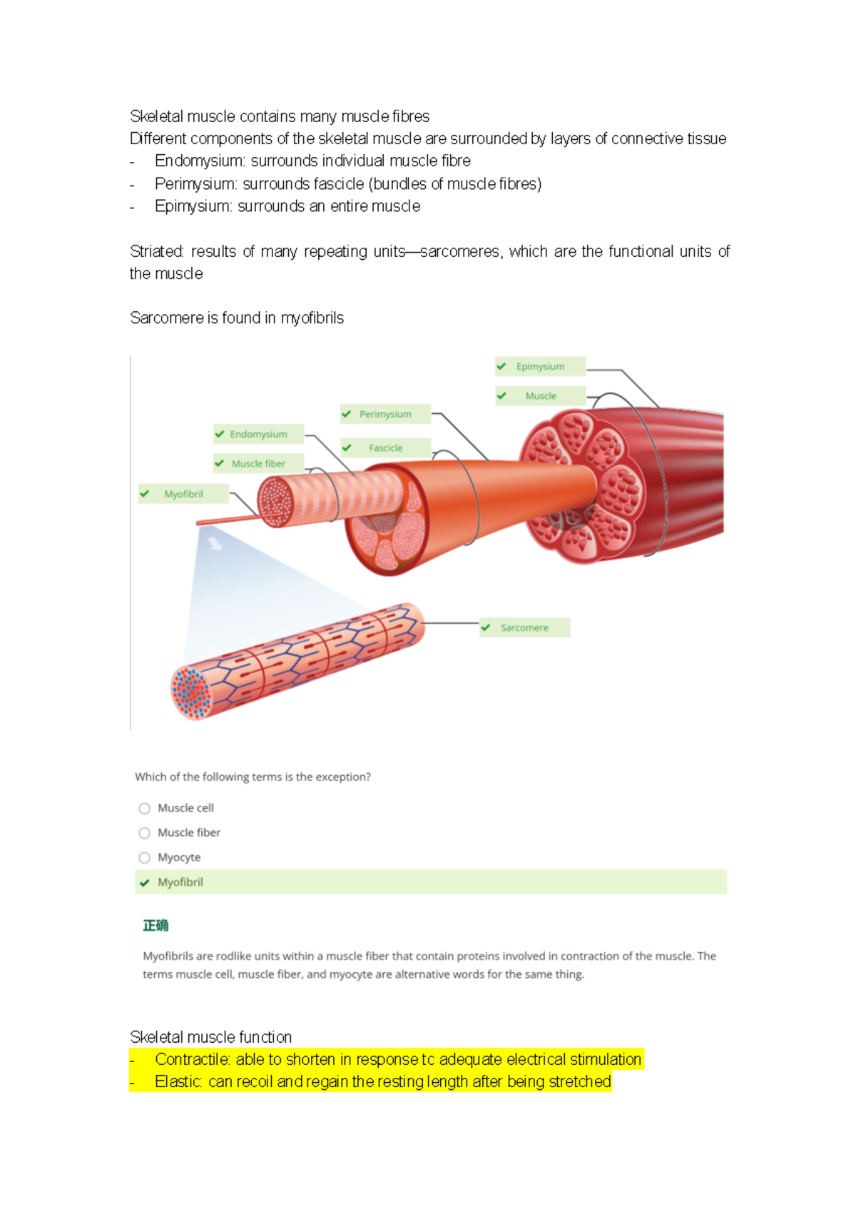LT Notes on Skeletal Muscle Structure and Function - Studocu