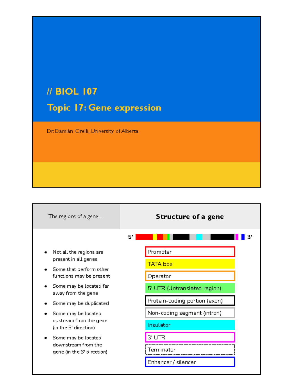 BIOL 107: Overview of Gene Expression & Regulation (Topic 17) - Studocu