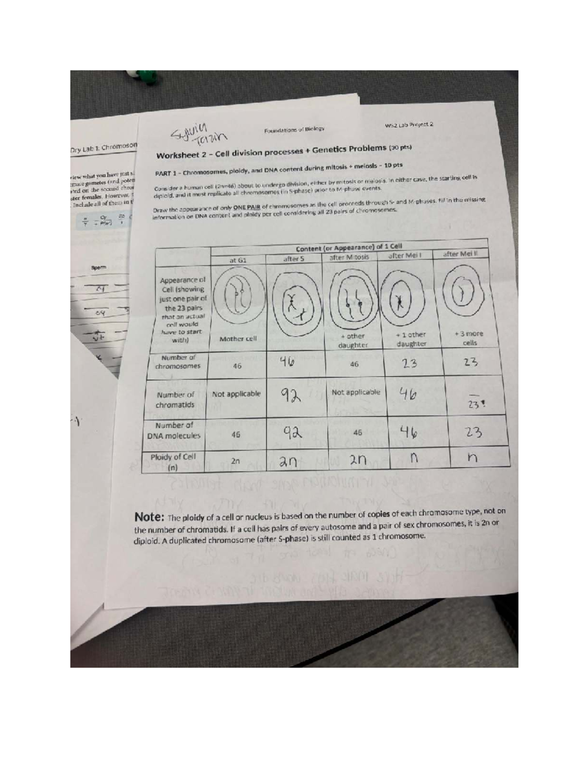 Genetics Problems: Lab 1 - Chromosome Review & Cell Division (WS2 ...