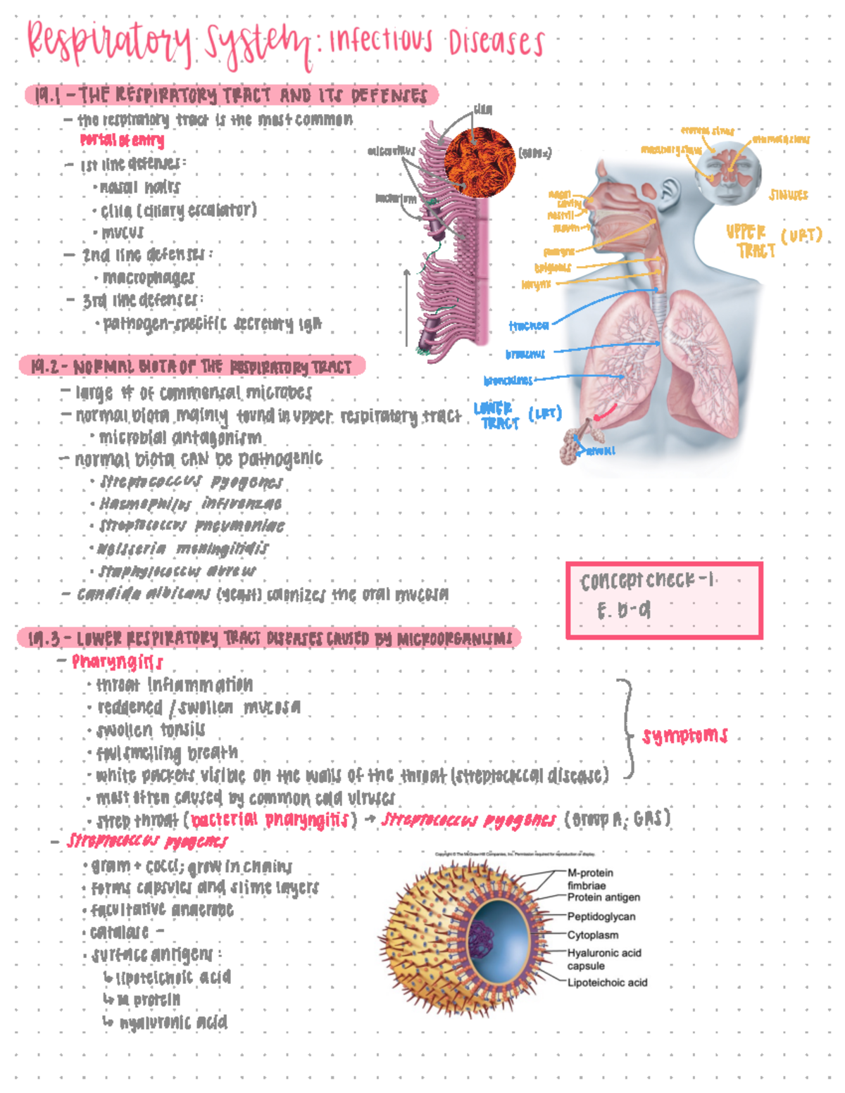 WKU BIOL 207 Chapter 19 - Overview of Respiratory System Diseases - Studocu