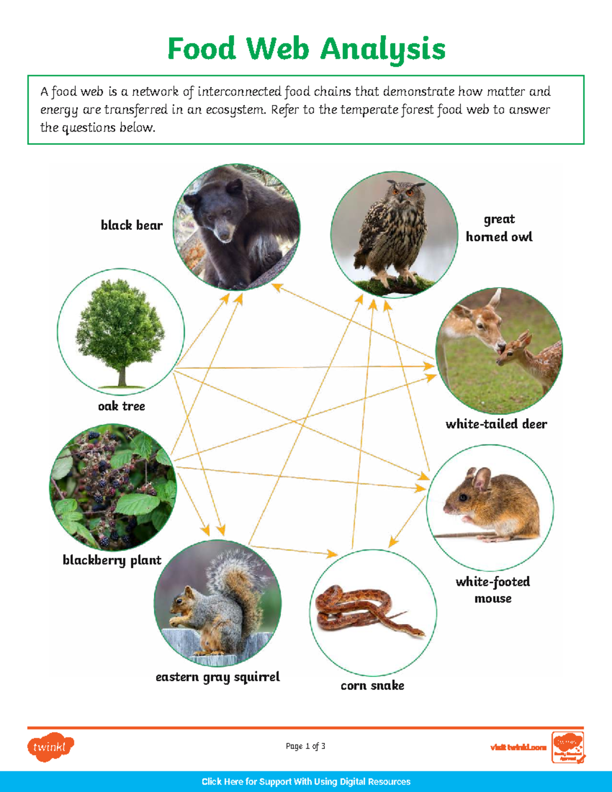 Digital Food Web Analysis: Understanding Ecosystem Energy Flow - Studocu