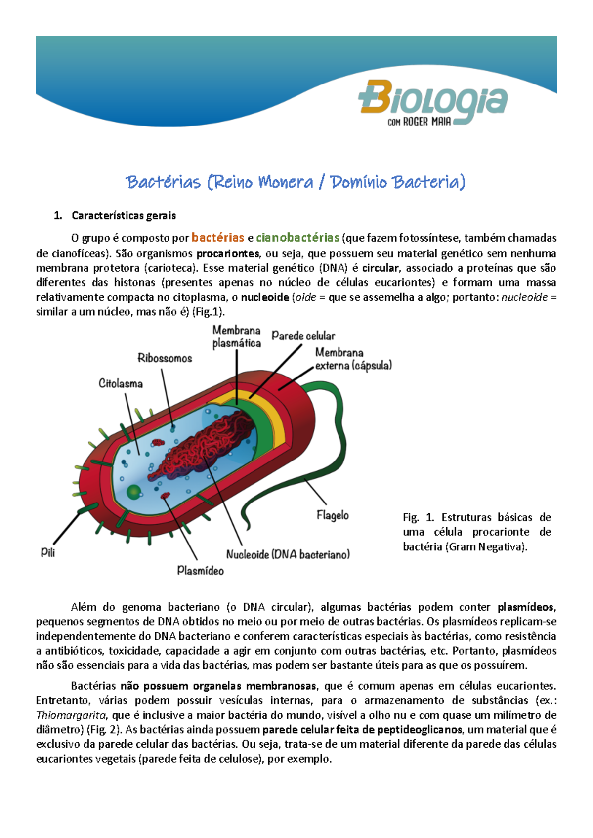Reino Monera: Características e Especializações das Bactérias - Studocu