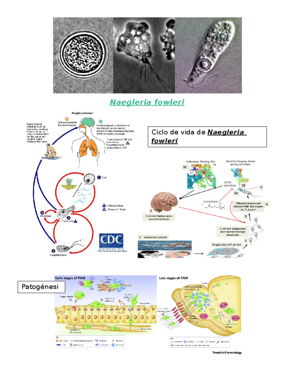 Naegleria fowleri - Información y Características (Ciencias Biológicas ...