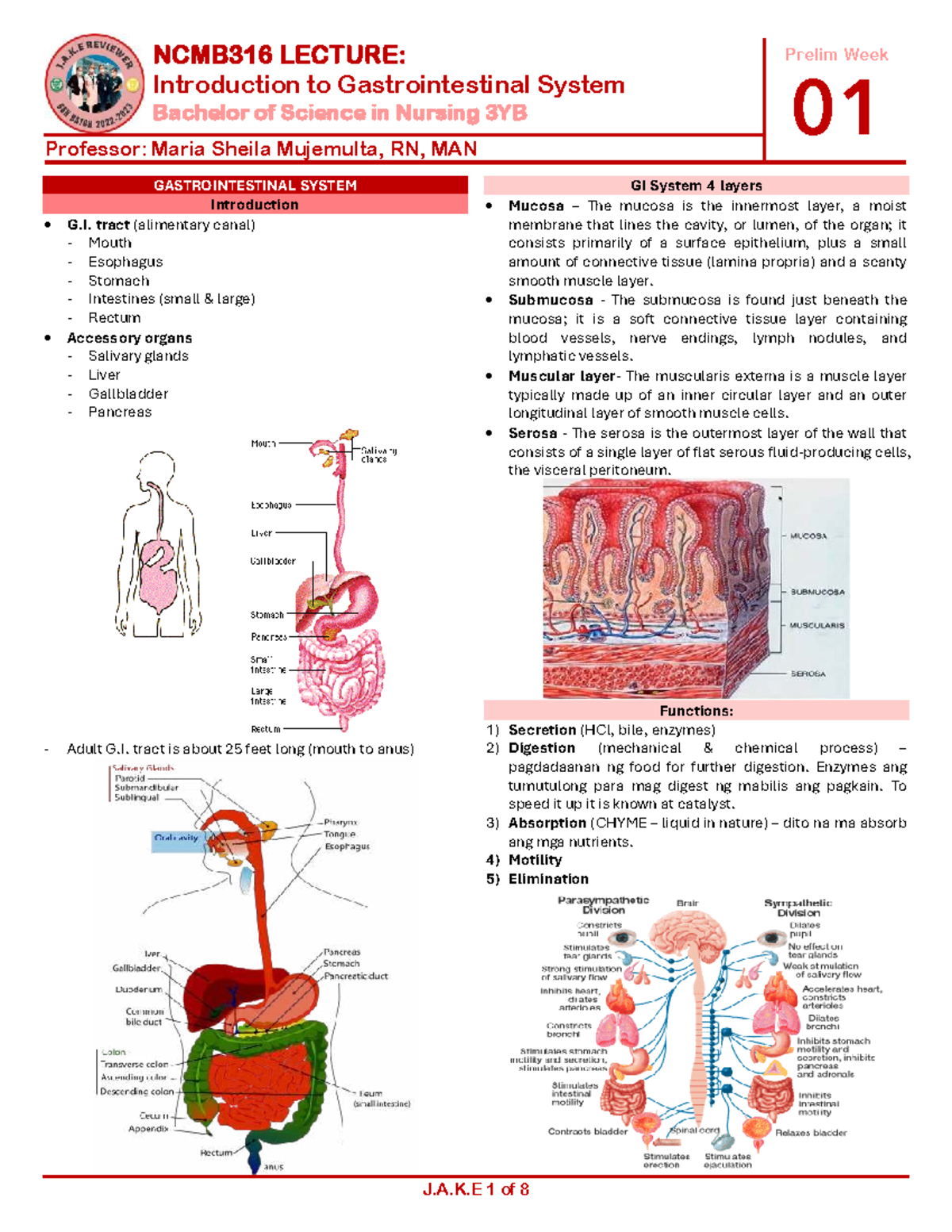 NCMB316 LECTURE: Intro to Gastrointestinal System Notes - Studocu