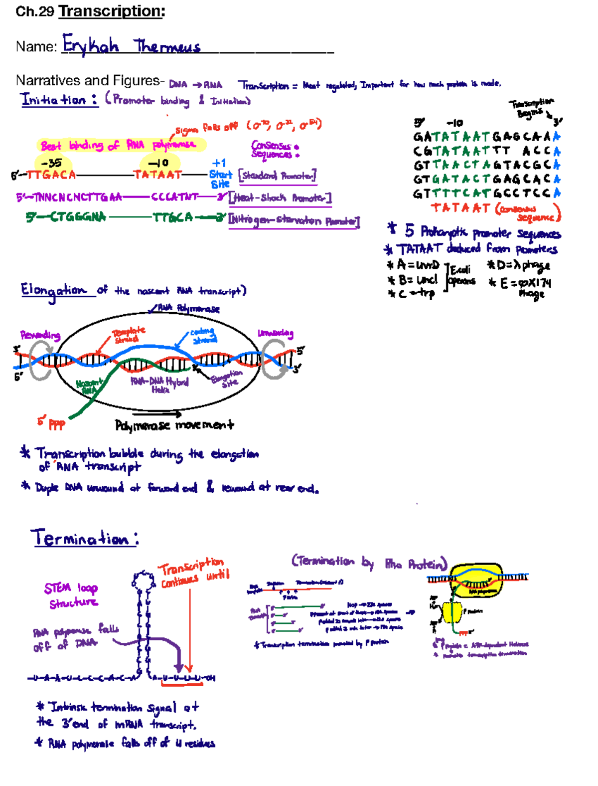 Ch. 29 Transcription: Key Concepts and Mechanisms in RNA Synthesis ...