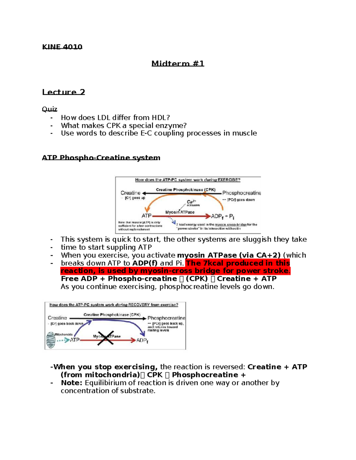 KINE 4010 Midterm Lecture Notes: Muscle ATP System & CPK Dynamics - Studocu