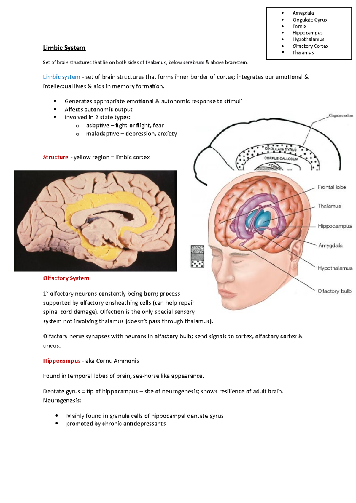 Limbic System: Lecture Notes 1 on Structure & Function - Studocu