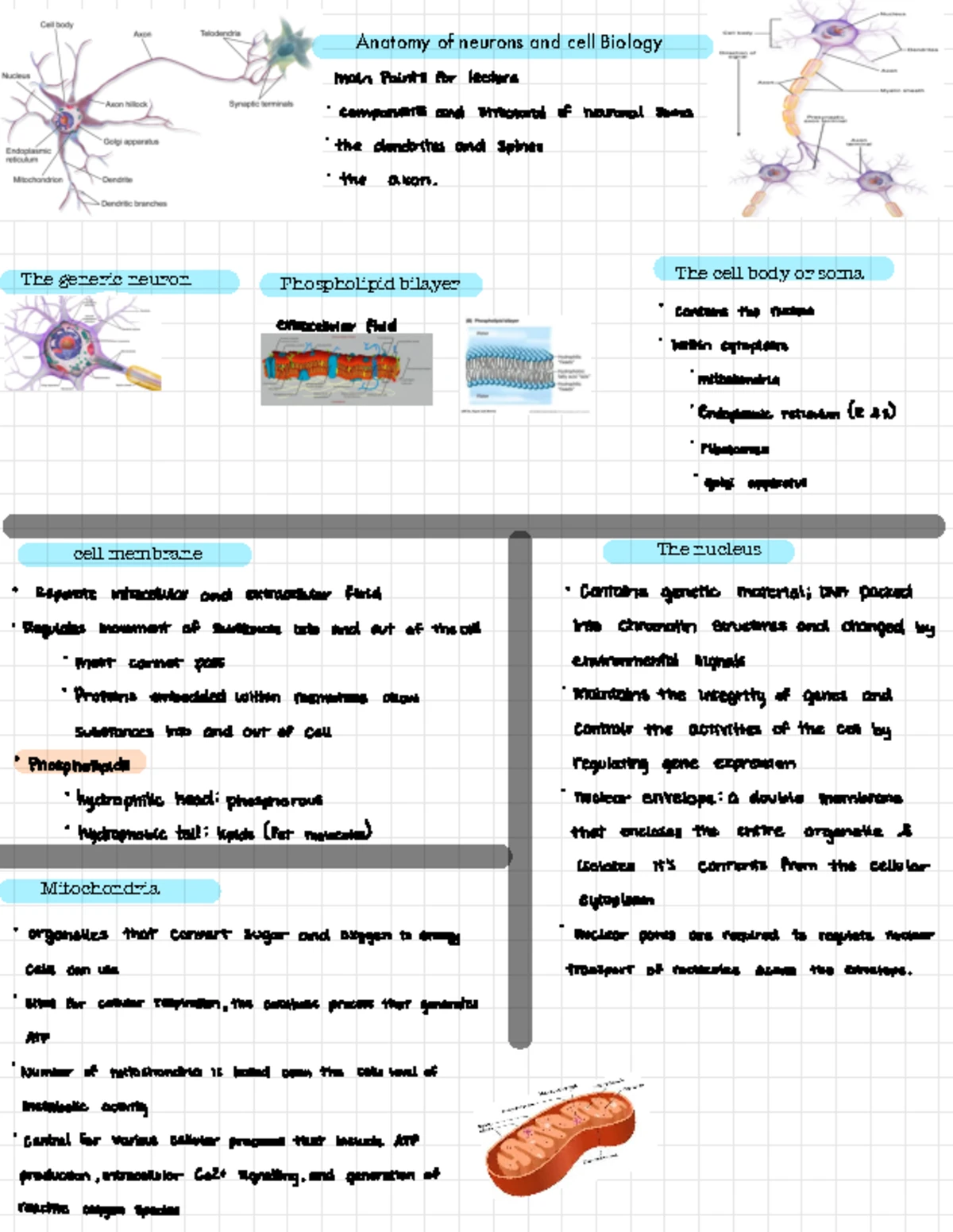 Lecture 2: Anatomy & Function of Glial Cells in CNS Development - Studocu