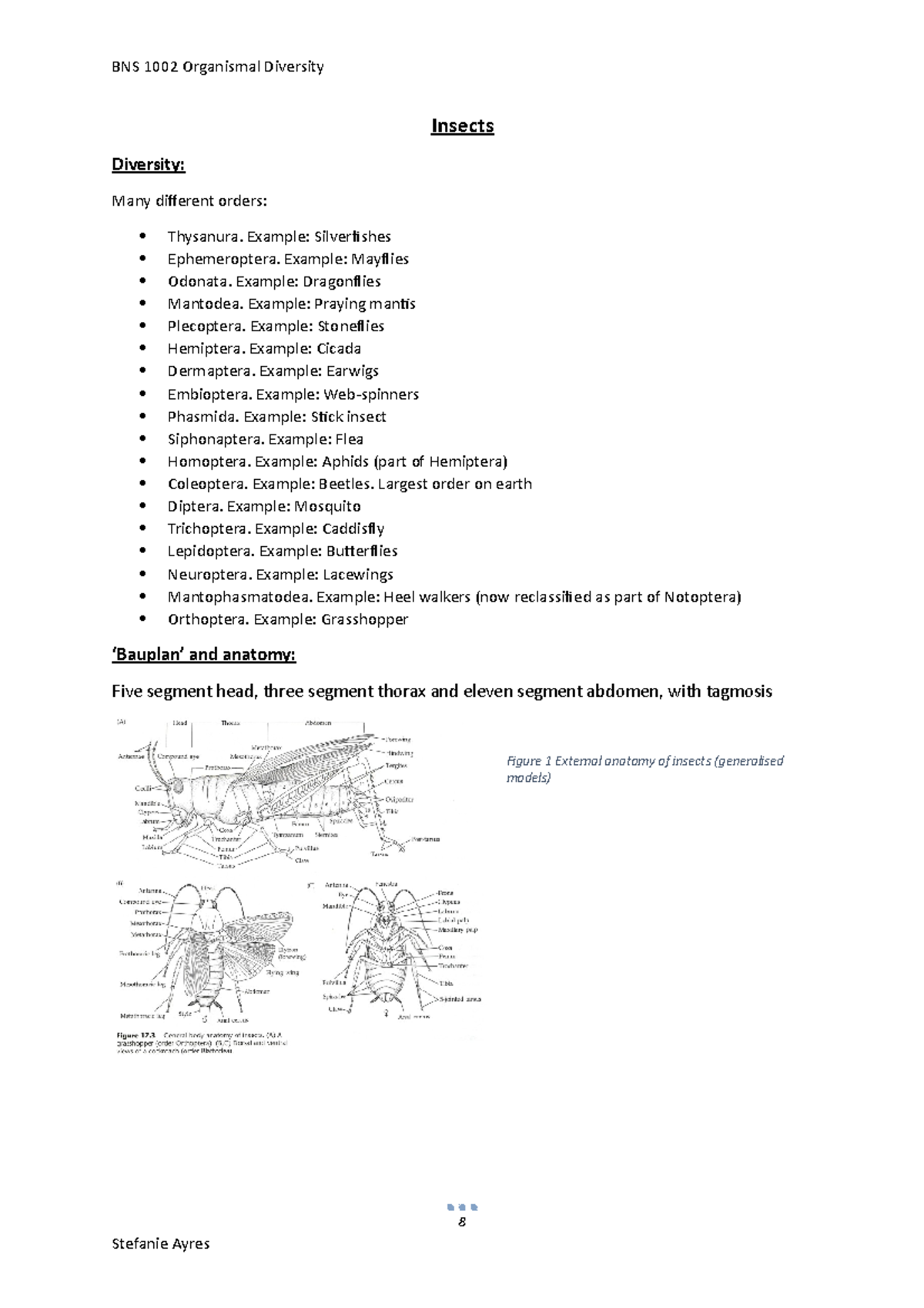 Lecture Notes 14: Insect Diversity and Anatomy Overview - Studocu