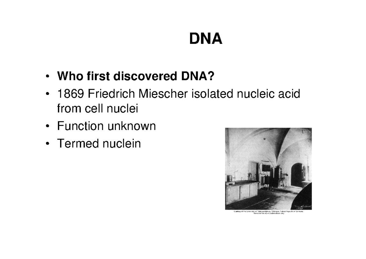 Topic 3.2 Molecular Basis of Inheritance Lecture Notes - DNA Who first ...