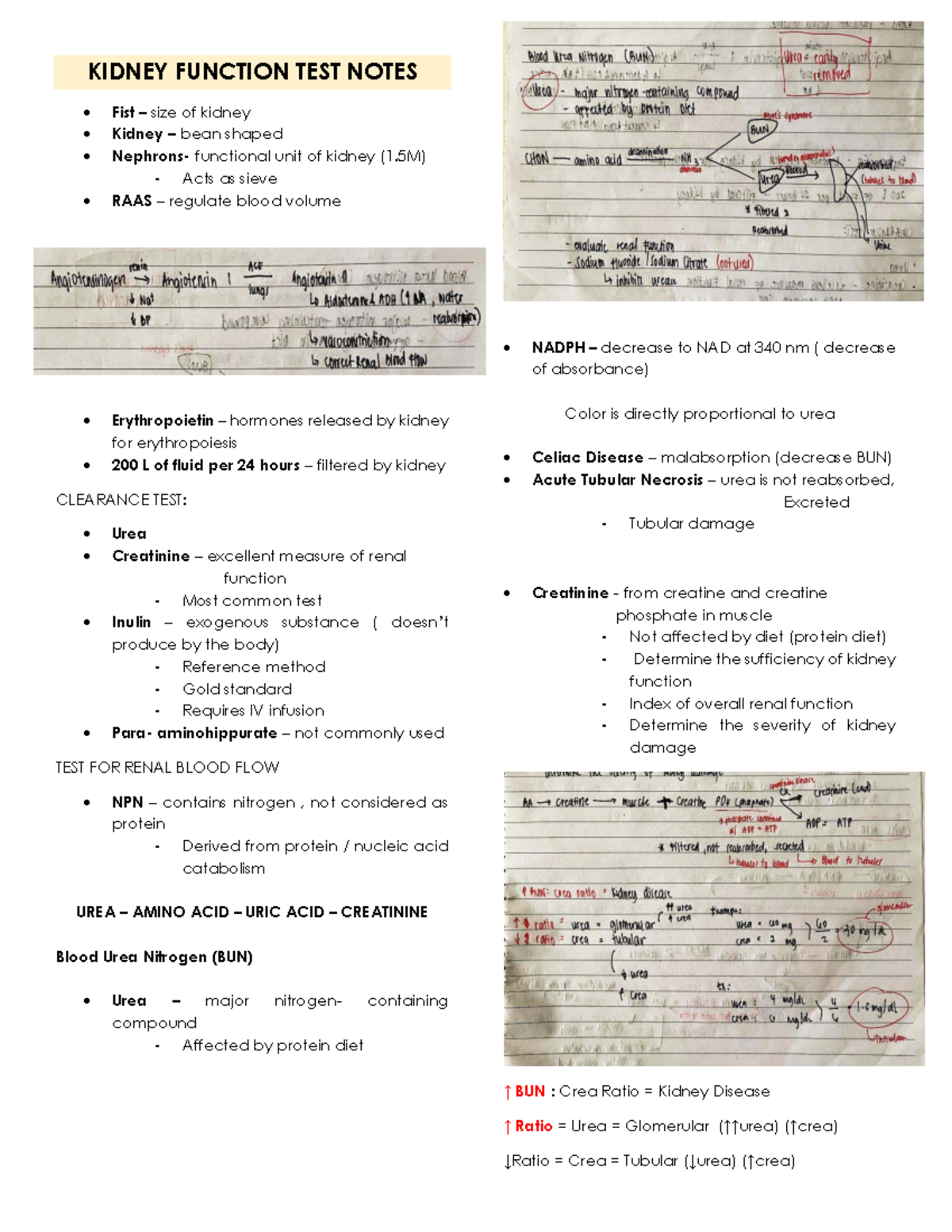 Kidney Function Test Notes - Clinical Chemistry (KID 101) - Studocu
