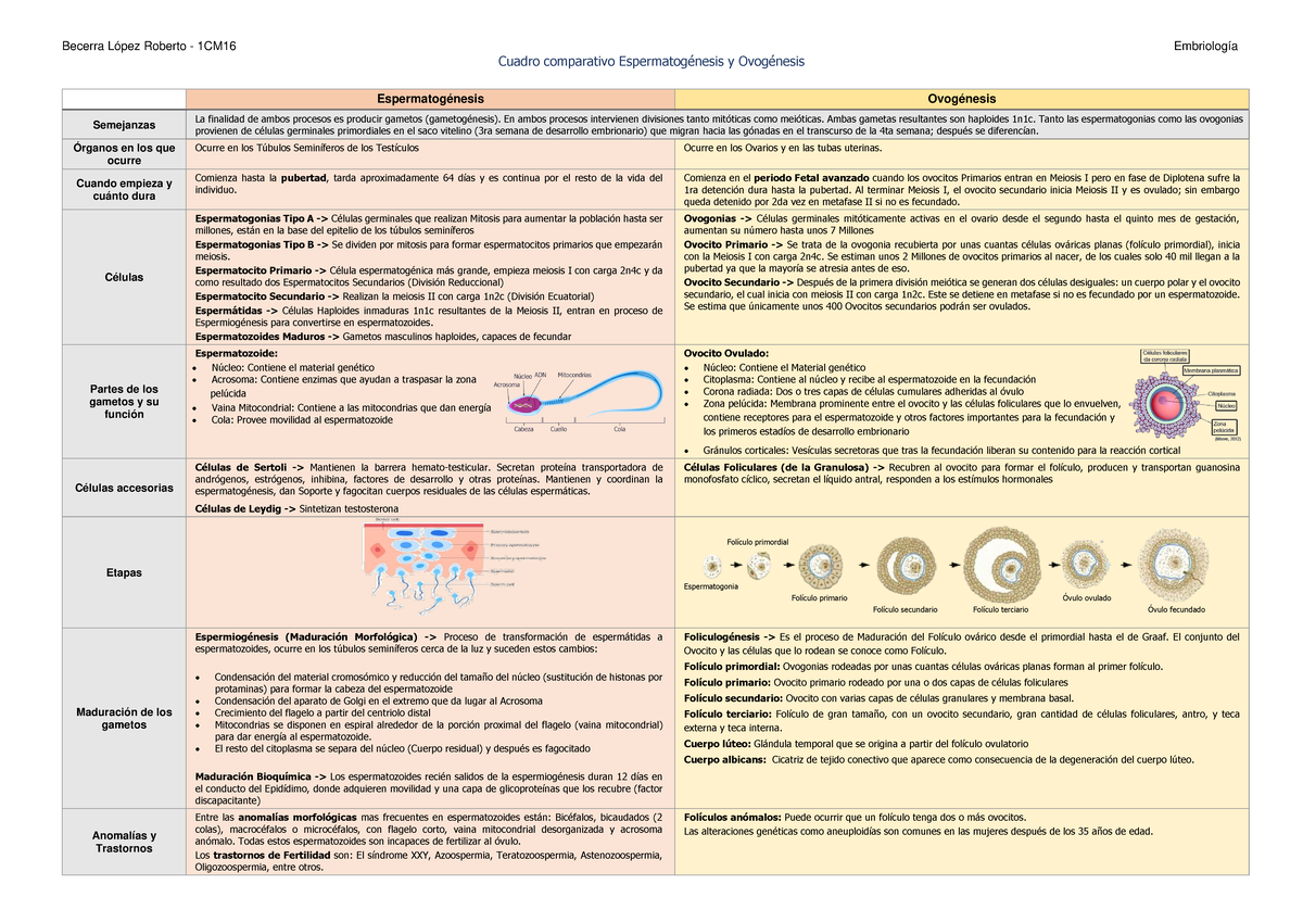 Comparativa de Gametogénesis: Espermatogénesis y Ovogénesis - 1CM16 ...