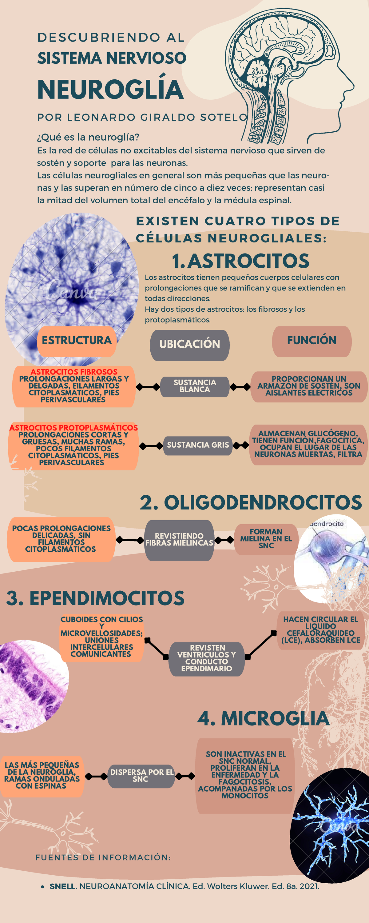 Infografía sobre la Neuroglia en el Sistema Nervioso por Leonardo ...