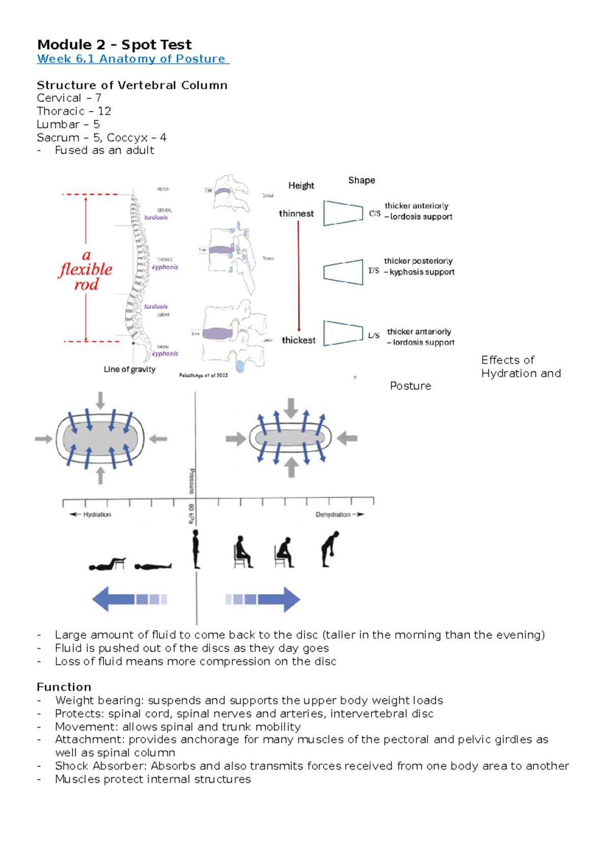 Anatomy of Posture: Structure, Function, and Stability - Module 2 ...