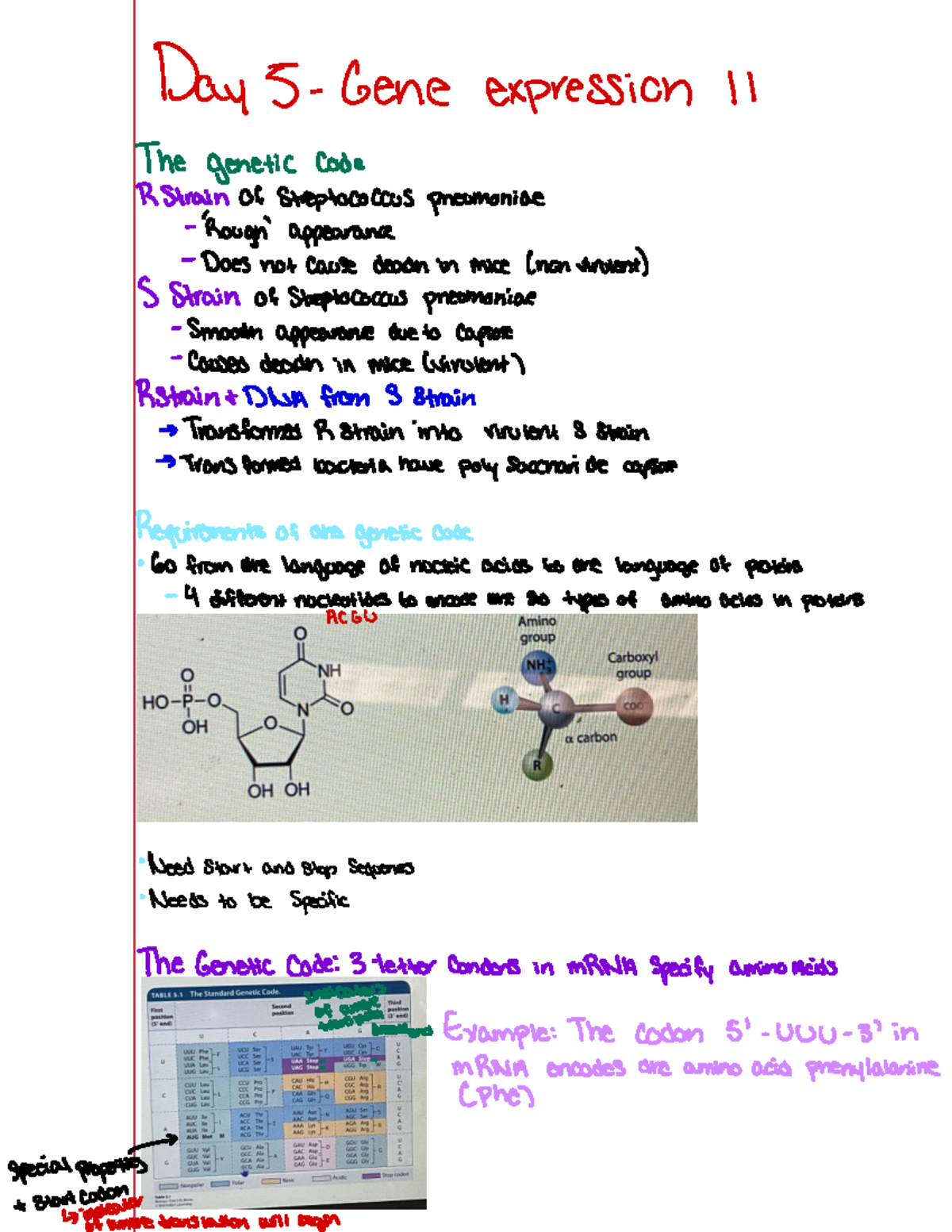 Final Exam Study Guide: Genetic Code & Translation Mechanisms - Studocu