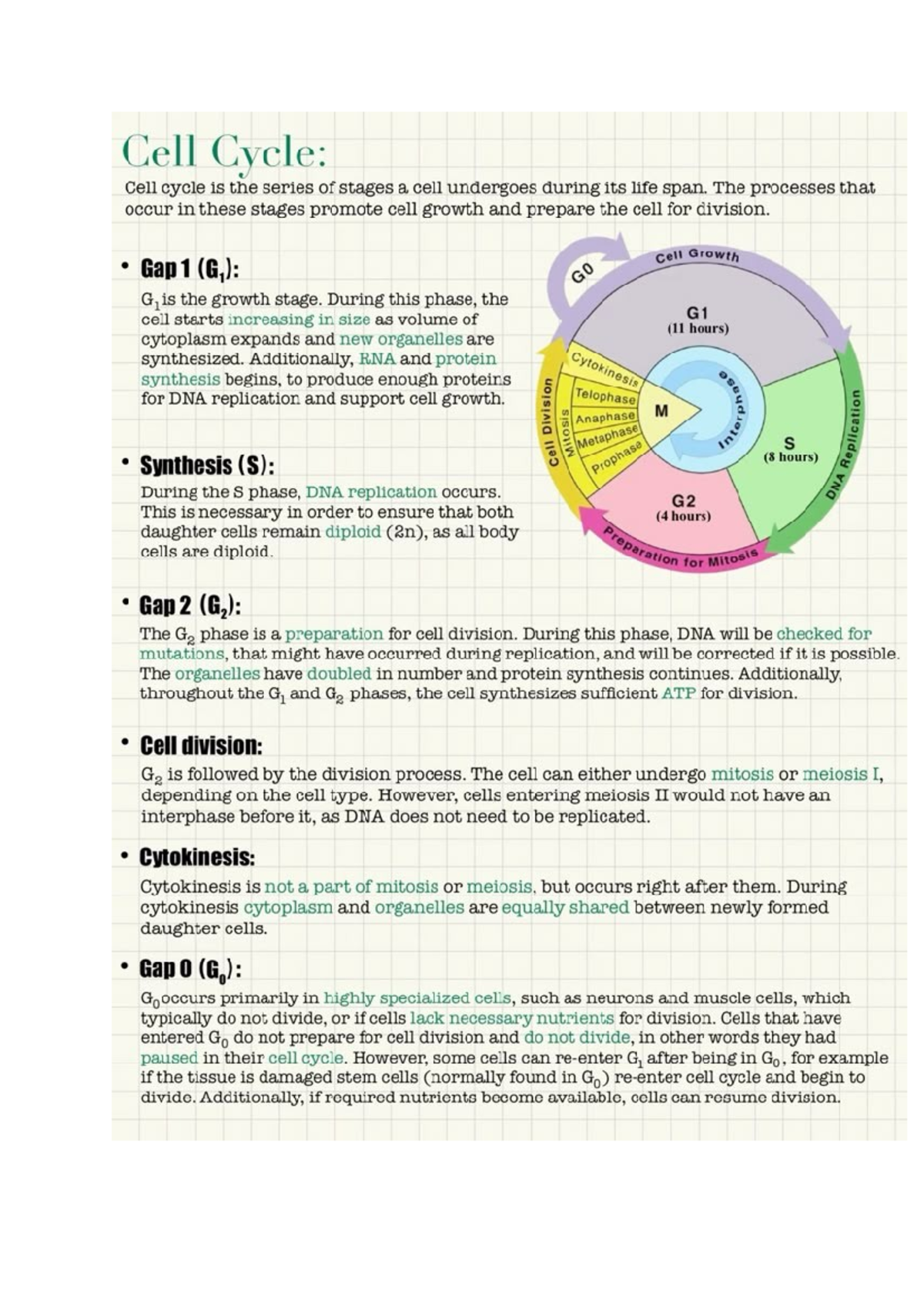 Cell Cycle Overview: Stages and Processes in Cell Division - Studocu