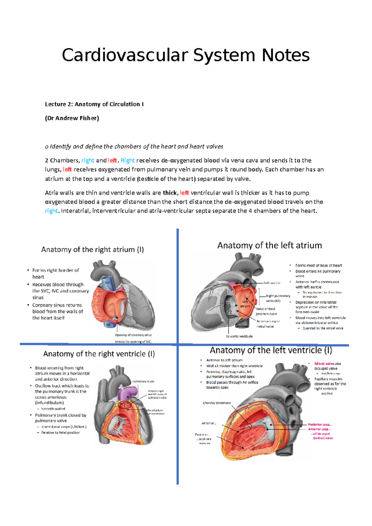 Cardiovascular System Notes - Cardiovascular System Notes Lecture 2 ...