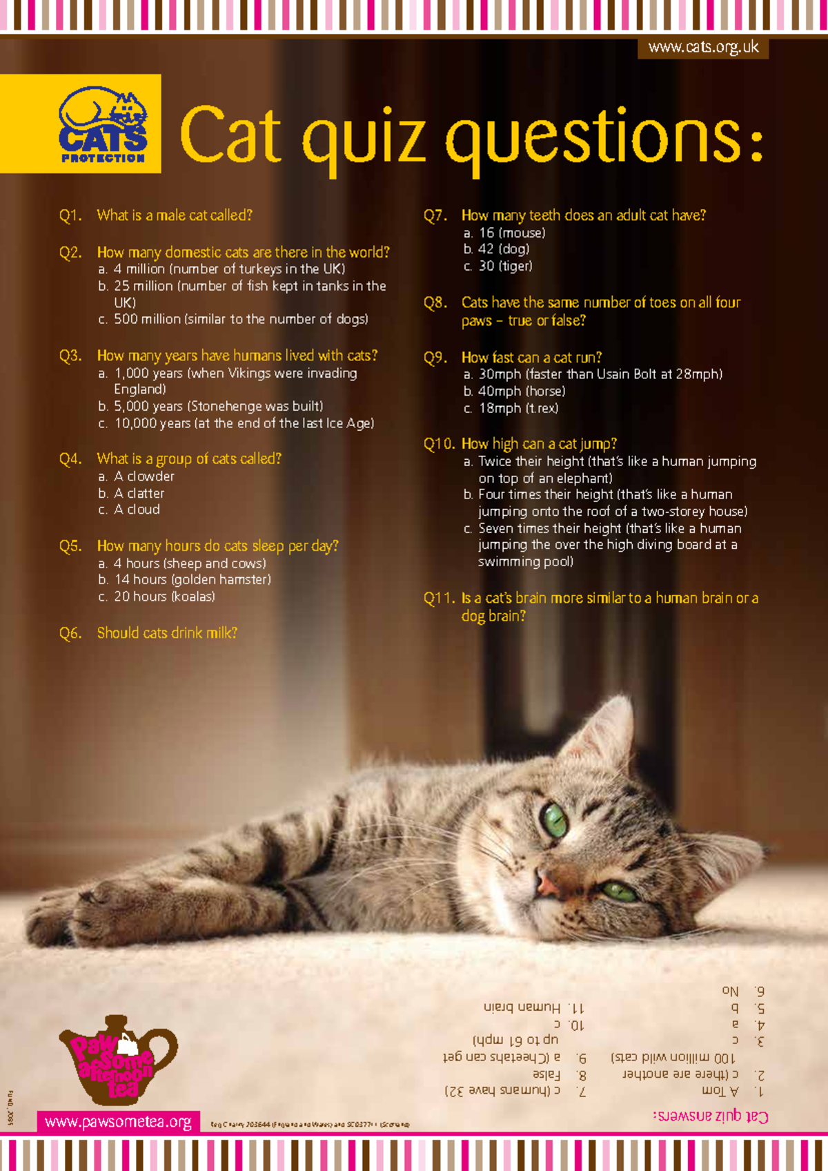 Cat Quiz Questions and Answers - FUND_2085 - Studocu