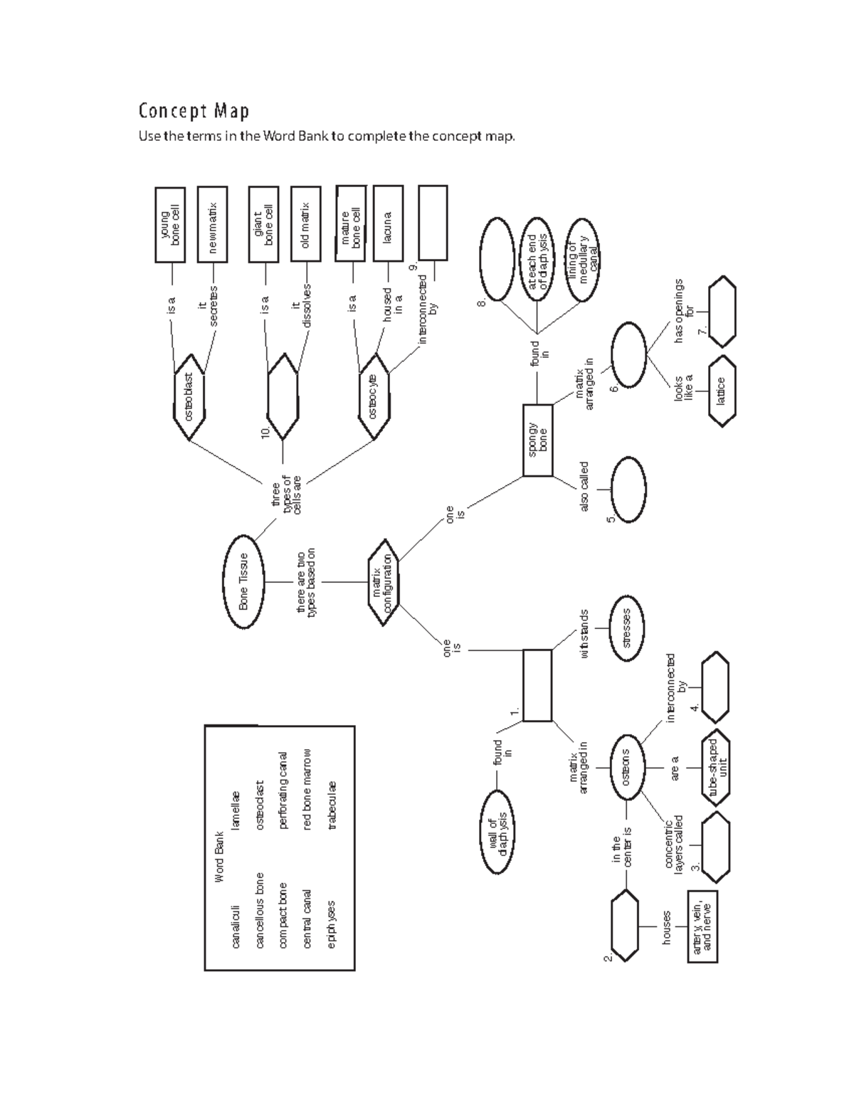 Chapter 7-Concept Map - C o n c e p t M a p Use the terms in the Word ...