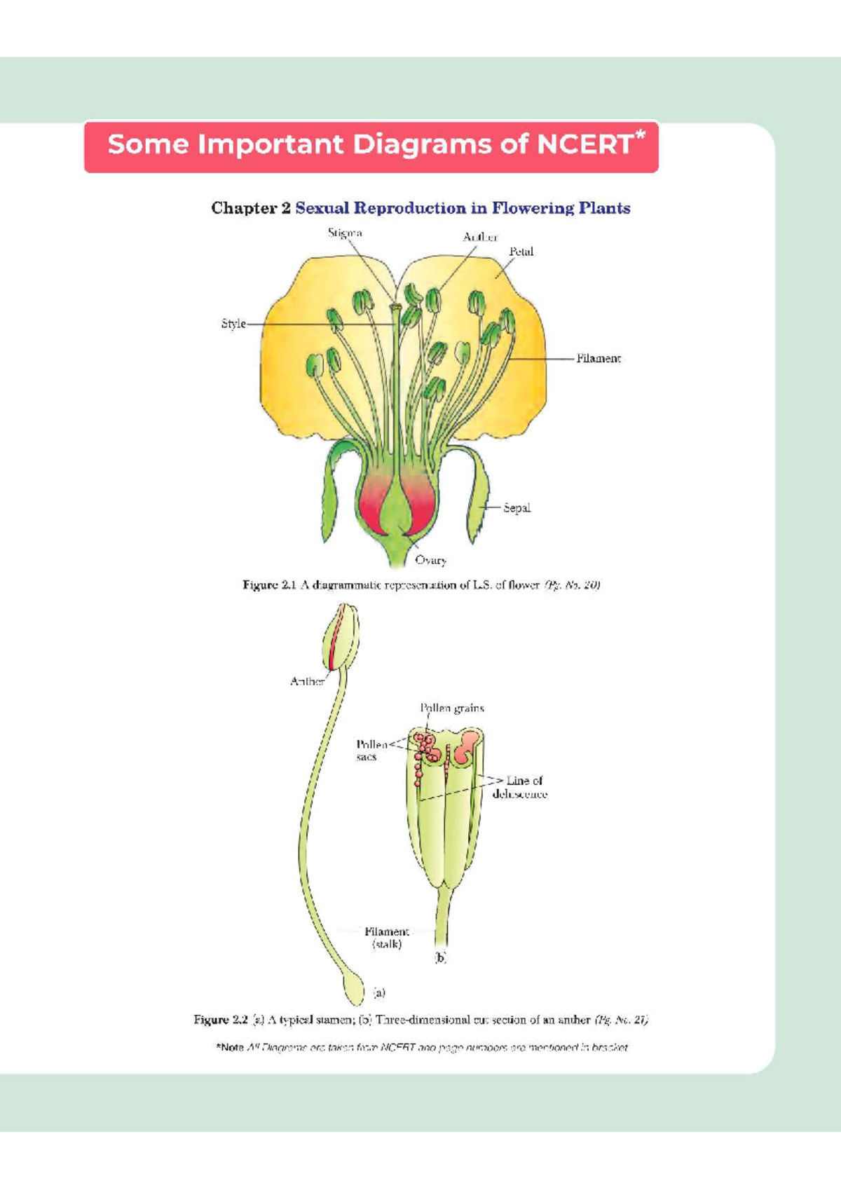 12th - Key Diagrams from NCERT: Sexual Reproduction & Ecosystems - Studocu