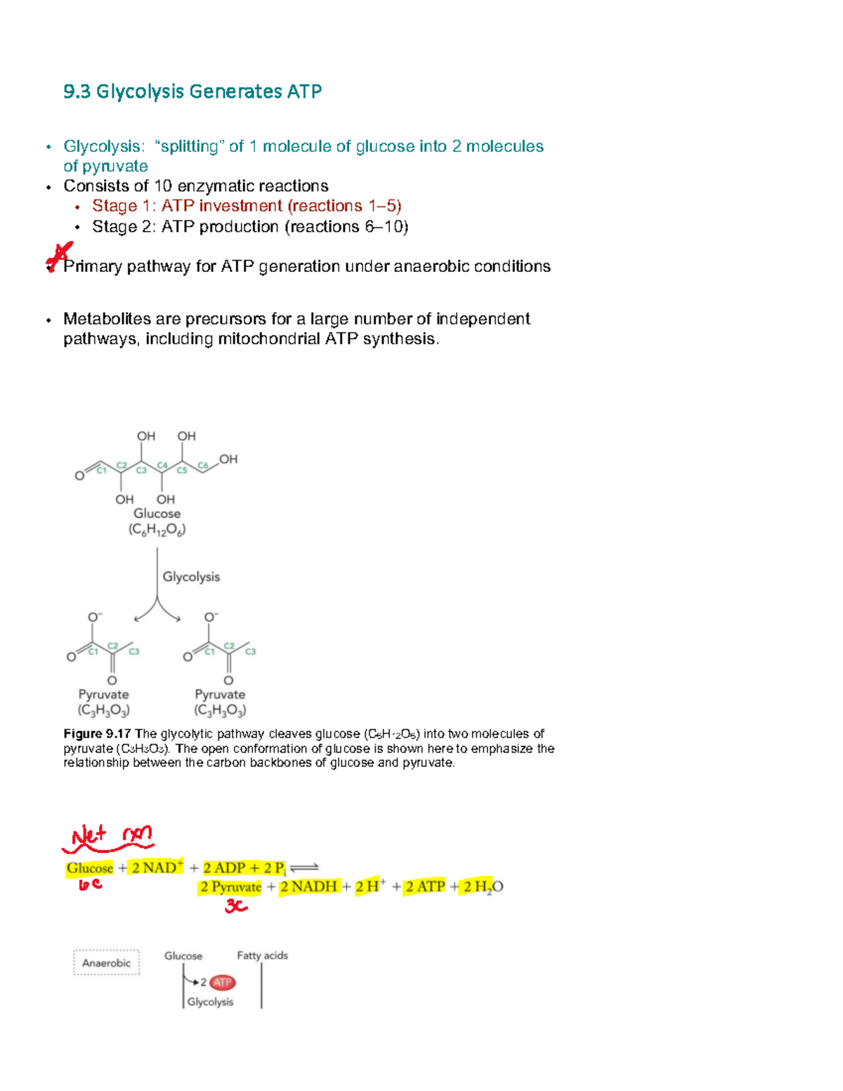 Glycolysis Overview and Mechanisms - Studocu