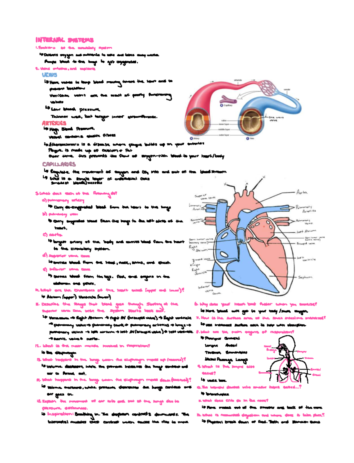 Biology 101: Circulatory System & Digestion Exam Review Notes - Studocu