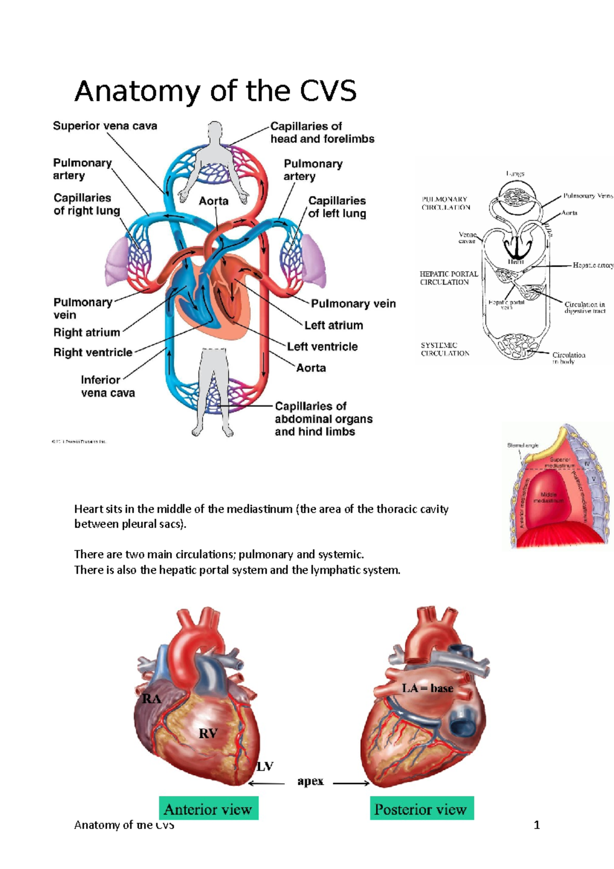 Anatomy of the CVS: Cardiac Structure, Valves, and Blood Vessels ...
