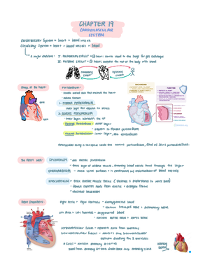 Pre-lab 11 Nervous System Part 2 Cranial Nerves - Pre-Lab Lab # 11 ...